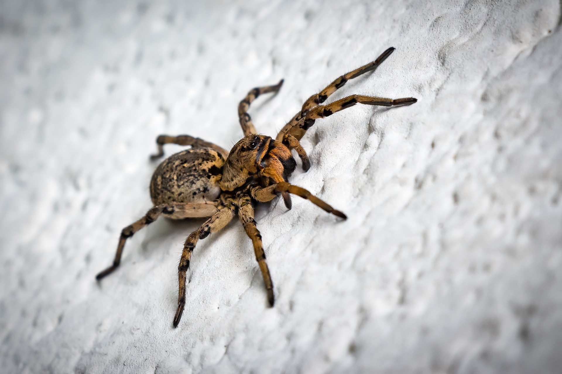 Mittel gegen Spinnen: Was hilft wirklich?