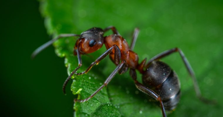Ameisen bekämpfen: So werden Sie sie los
