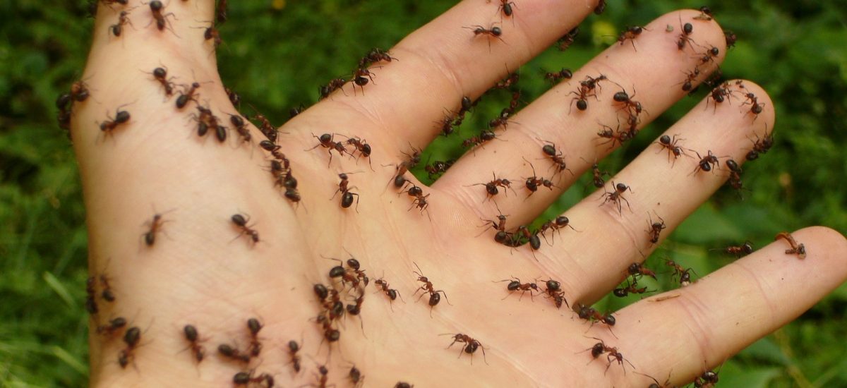 10 starke Hausmittel gegen Ameisen