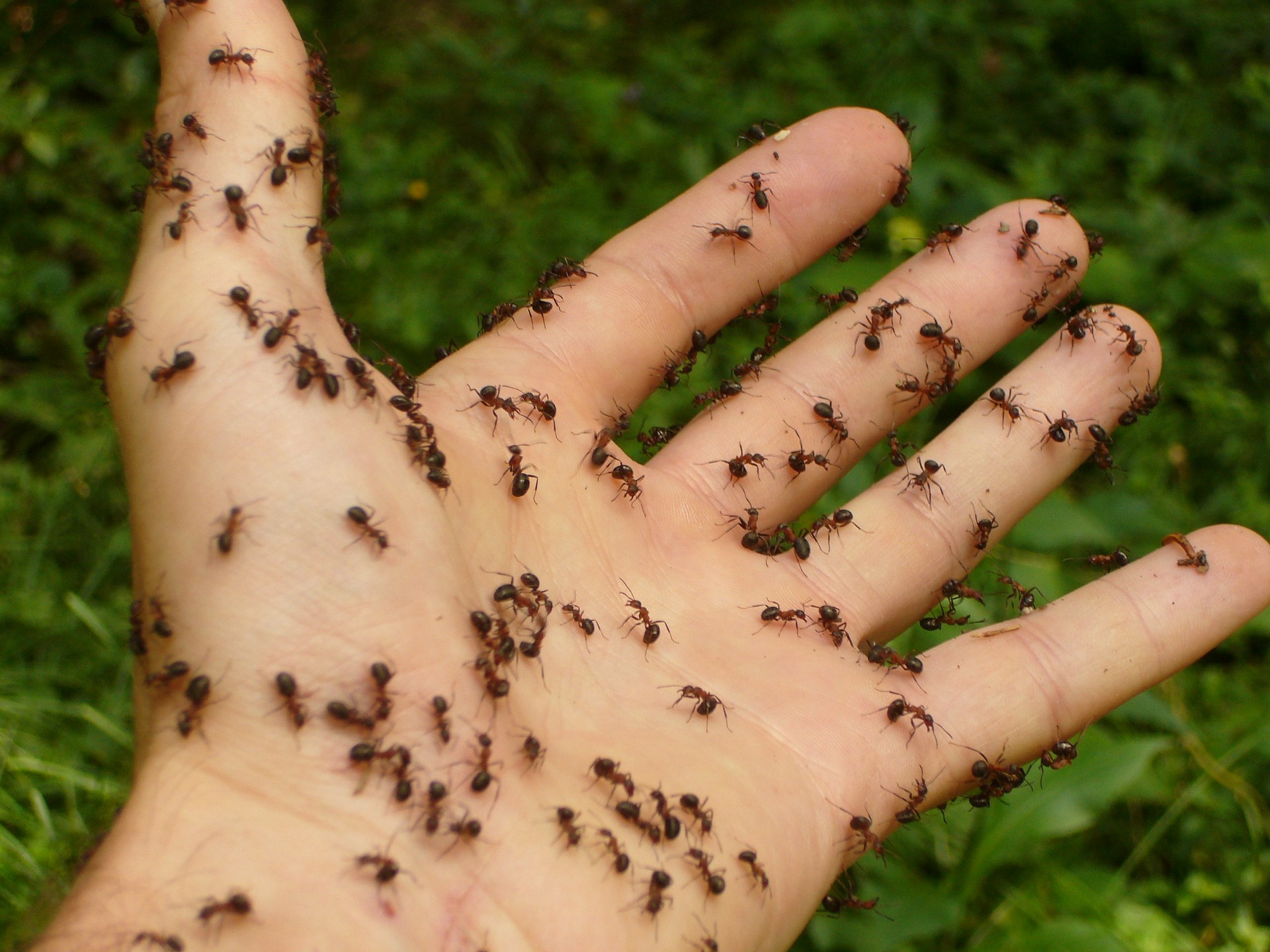 10 starke Hausmittel gegen Ameisen