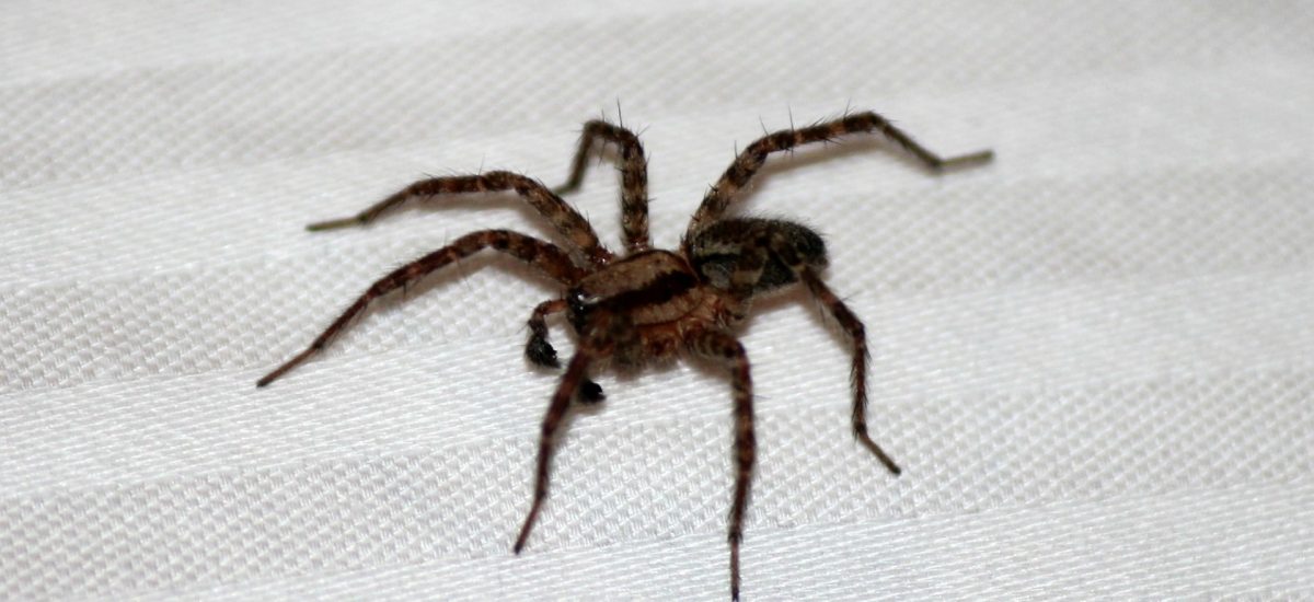10 Möglichkeiten, Spinnen endgültig ohne Chemikalien zu befreien
